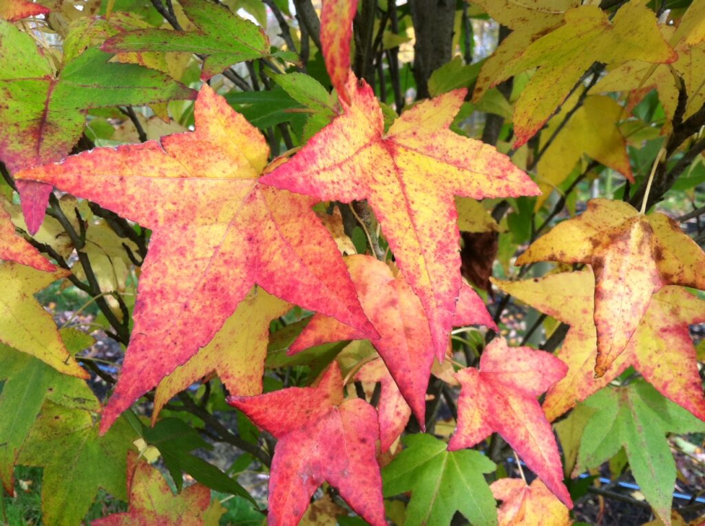 Close-up of Slender Silhouette Sweetgum (Liquidambar styraciflua 'Slender Silhouette') leaf showing star shape and fall color