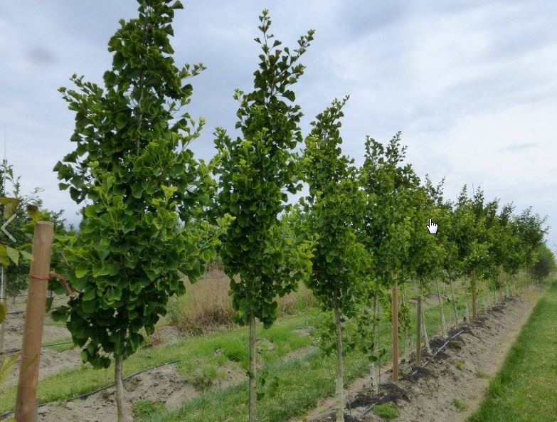 Ginkgo tree (Ginkgo biloba) young trees in a nursery row