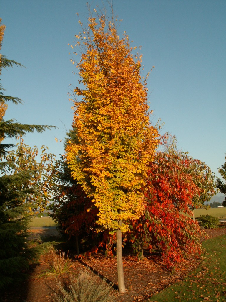 Golden Belltower™ Columnar Ironwood tree (Parrotia persica 'Golden Belltower' PPAF)