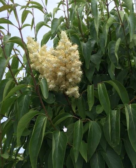 Close-up of Summer Charm® Japanese Tree Lilac tree (Syringa reticulata 'Summer Charm') flowers showing white summer blossoms