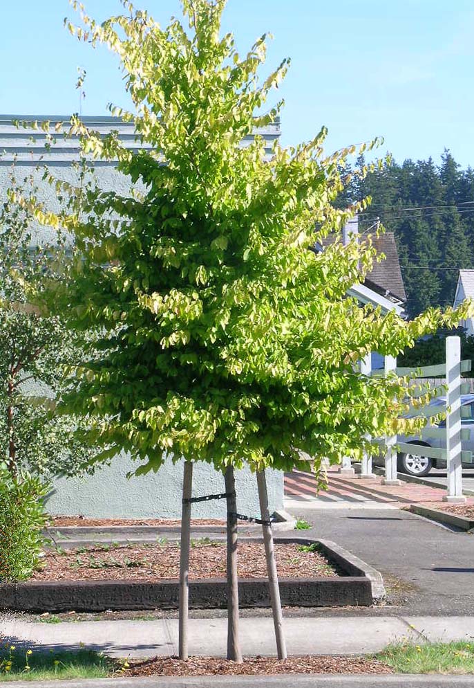 American hornbeam (Carpinus caroliniana) street tree in an urban setting