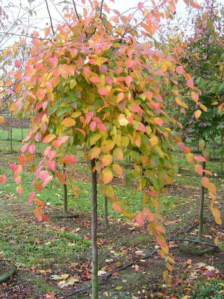 American hornbeam (Carpinus caroliniana) young tree in a nursery row