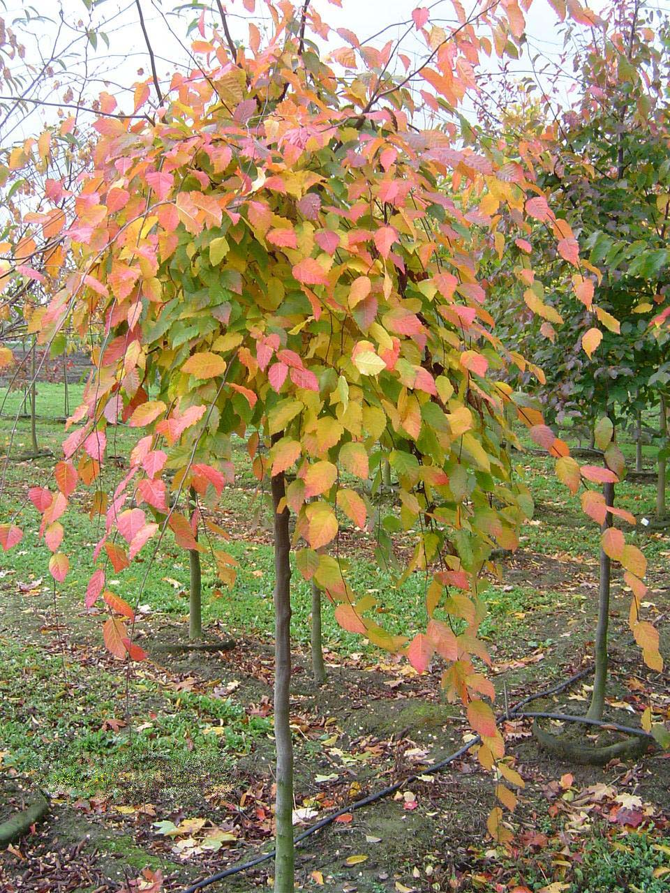American Hornbeam
