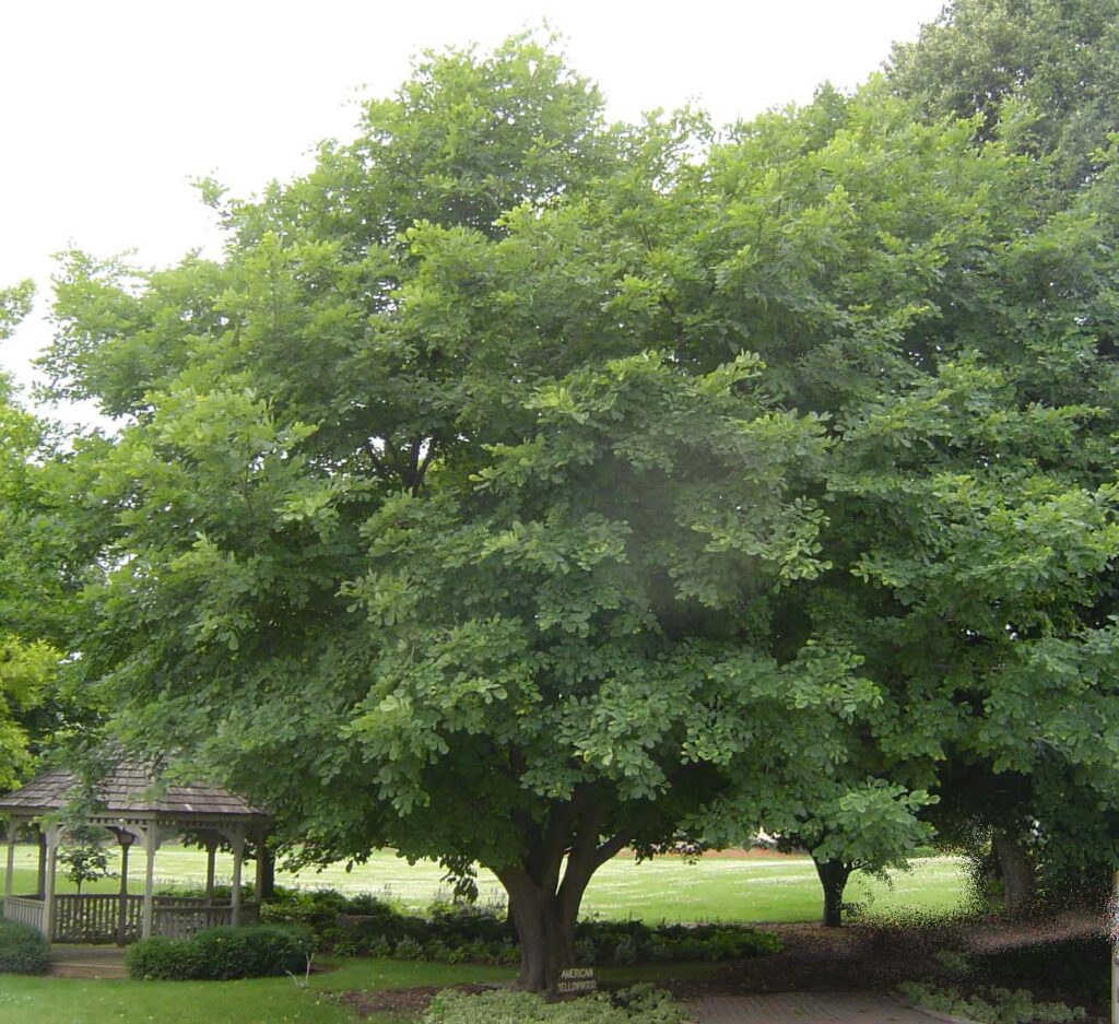Yellowwood tree (Cladrastis kentukea [C. lutea]) planted in a park setting