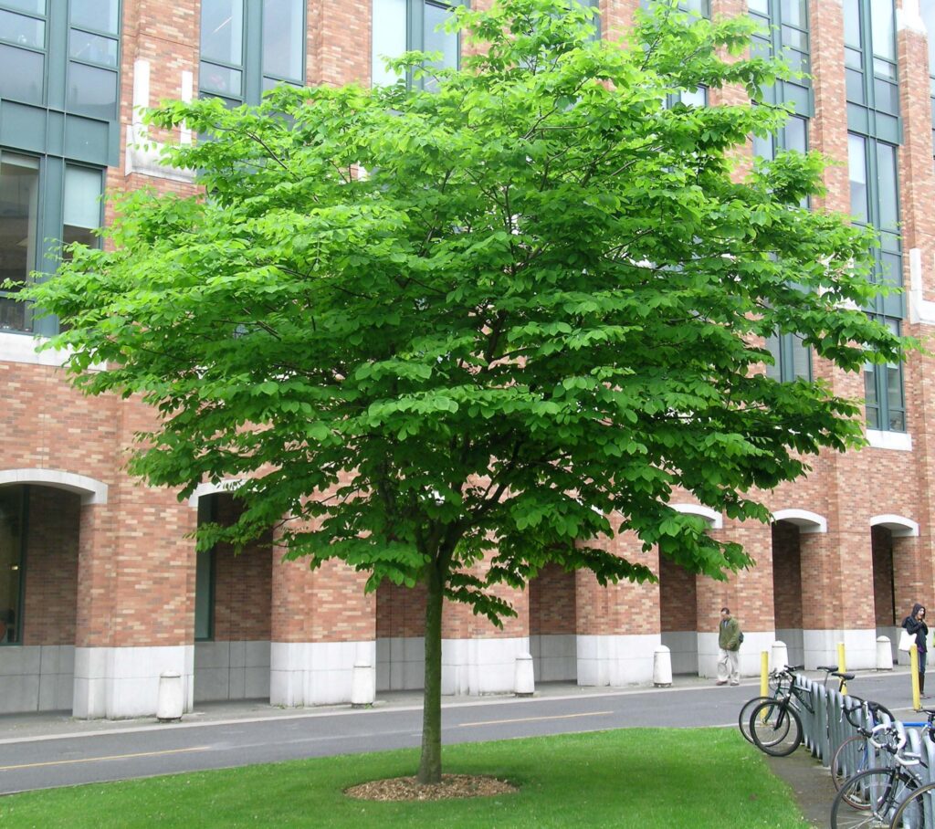 Yellowwood tree (Cladrastis kentukea [C. lutea]) as a street tree in an urban setting