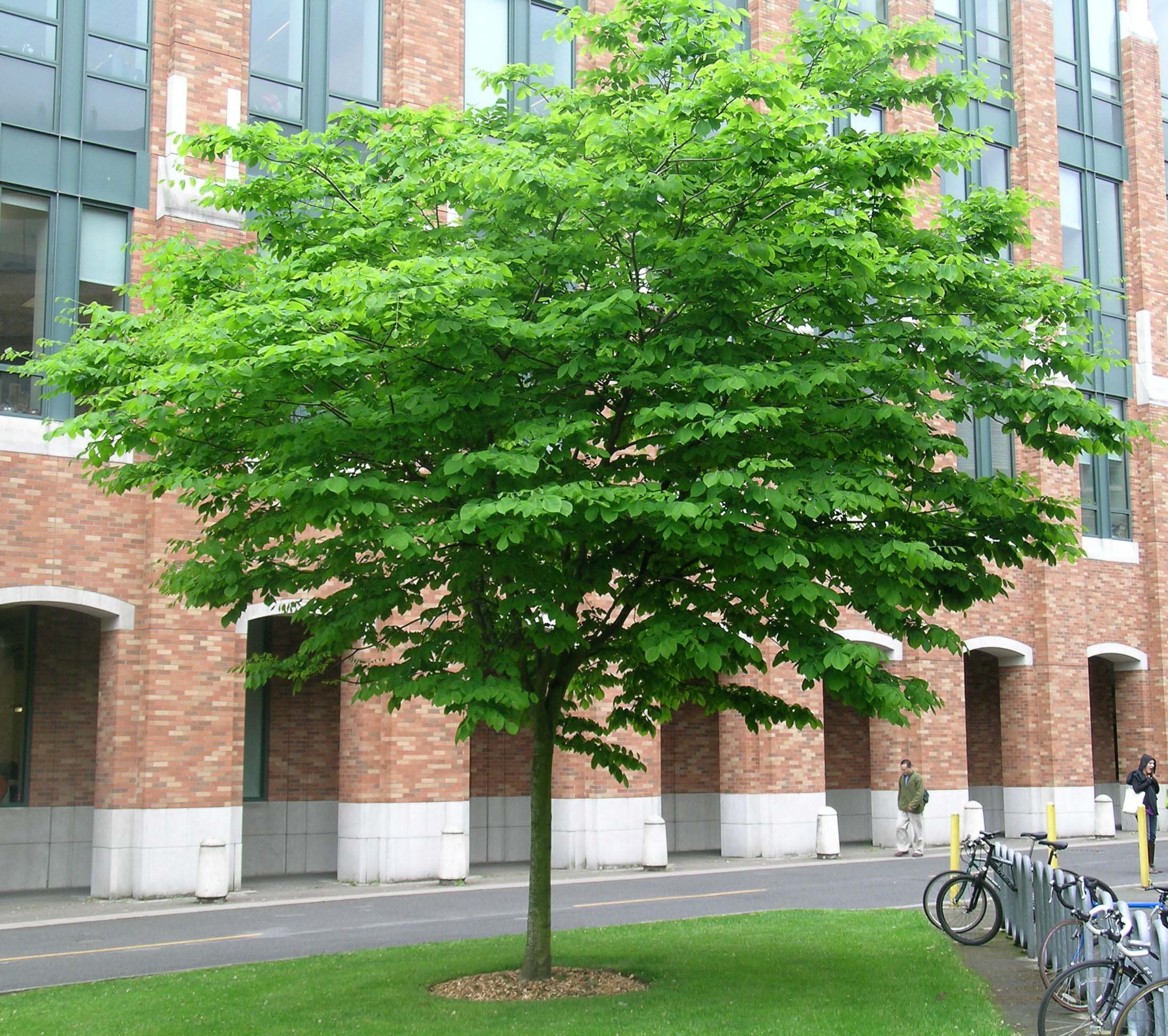 Yellowwood