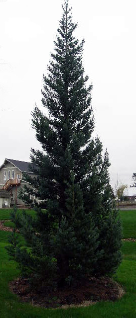 Giant Blue Sequoia tree (Sequoiadendron giganteum 'Glaucum') planted in a residential yard