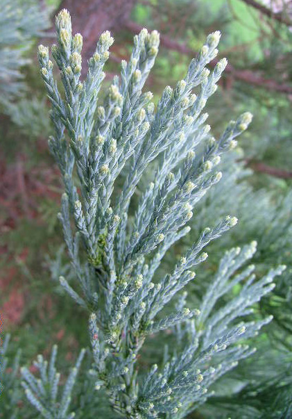 Blue Giant Sequoia