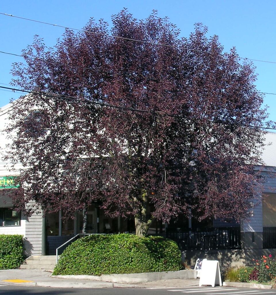 Canada Red chokecherry tree (Prunus virginiana 'Canada Red') street tree with purple autumn foliage