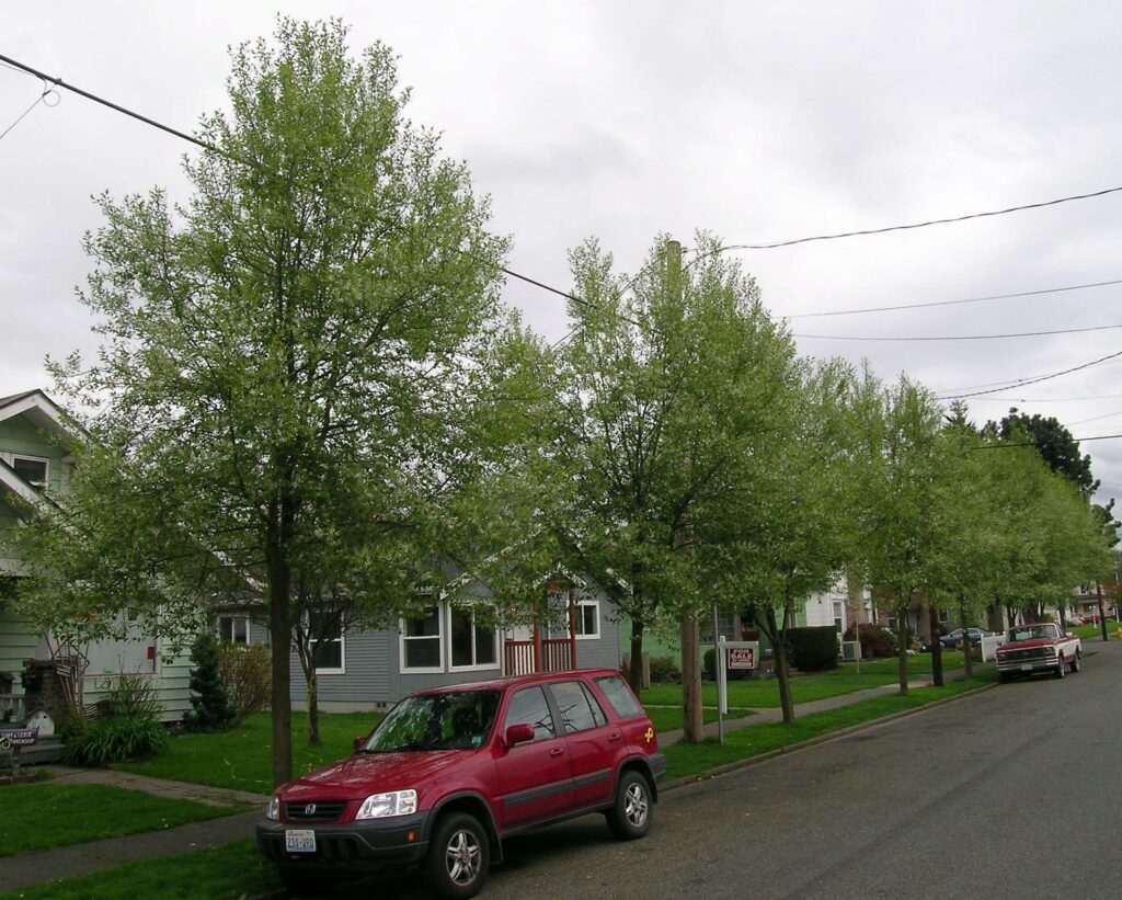 Canada Red chokecherry tree (Prunus virginiana 'Canada Red') street tree with green summer foliage