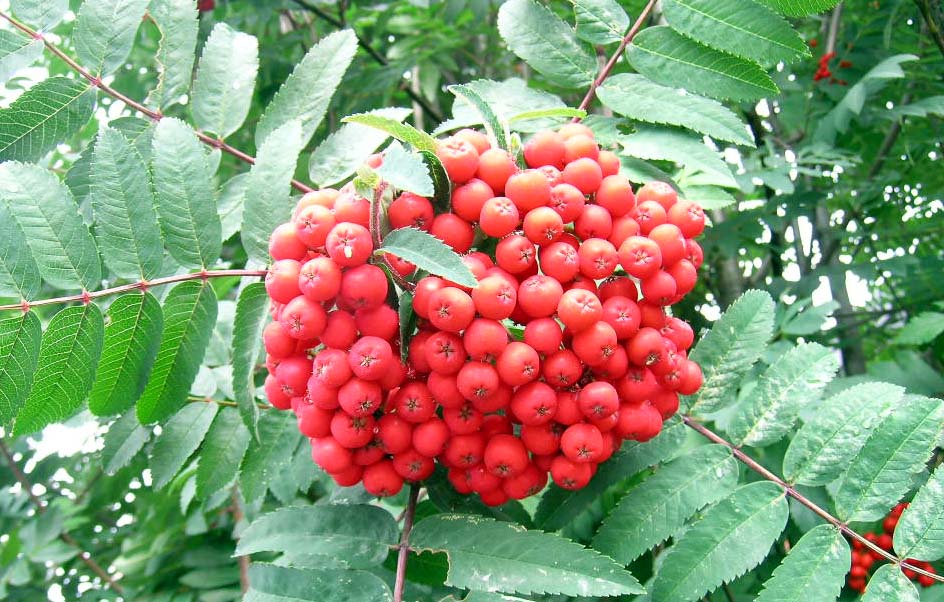 Close-up of Cardinal Royal® mountain ash tree fruit showing bright red berries