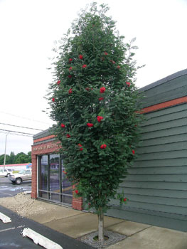 Cardinal Royal® mountain ash tree (Sorbus aucuparia 'Cardinal Royal®') as a street tree