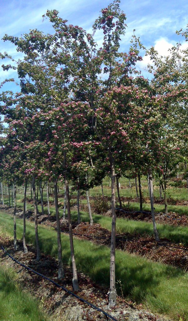 Crimson Cloud hawthorn tree (Crataegus laevigata 'Crimson Cloud') young trees in a nursery row