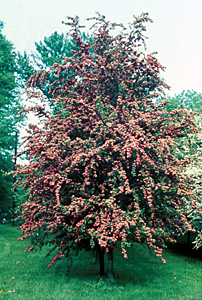 Crimson Cloud hawthorn tree (Crataegus laevigata 'Crimson Cloud') planted in a residential yard