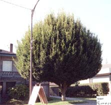 Fastigiate hornbeam (Carpinus betulus 'Fastigiata') as a street tree in an urban setting
