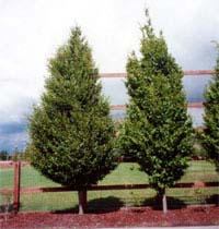 Fastigiate European Hornbeam tree (Carpinus betulus 'Fastigiata') planted in a residential yard showing columnar form