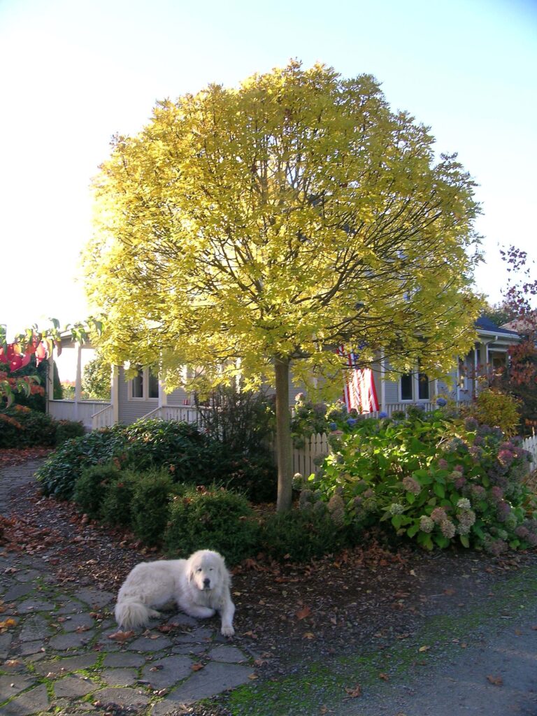 Globehead ash (Fraxinus excelsior 'Globosa') planted in a residential yard