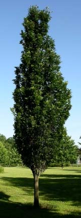 Green Pillar Pin Oak tree (Quercus palustris 'Pringreen') planted in a residential yard