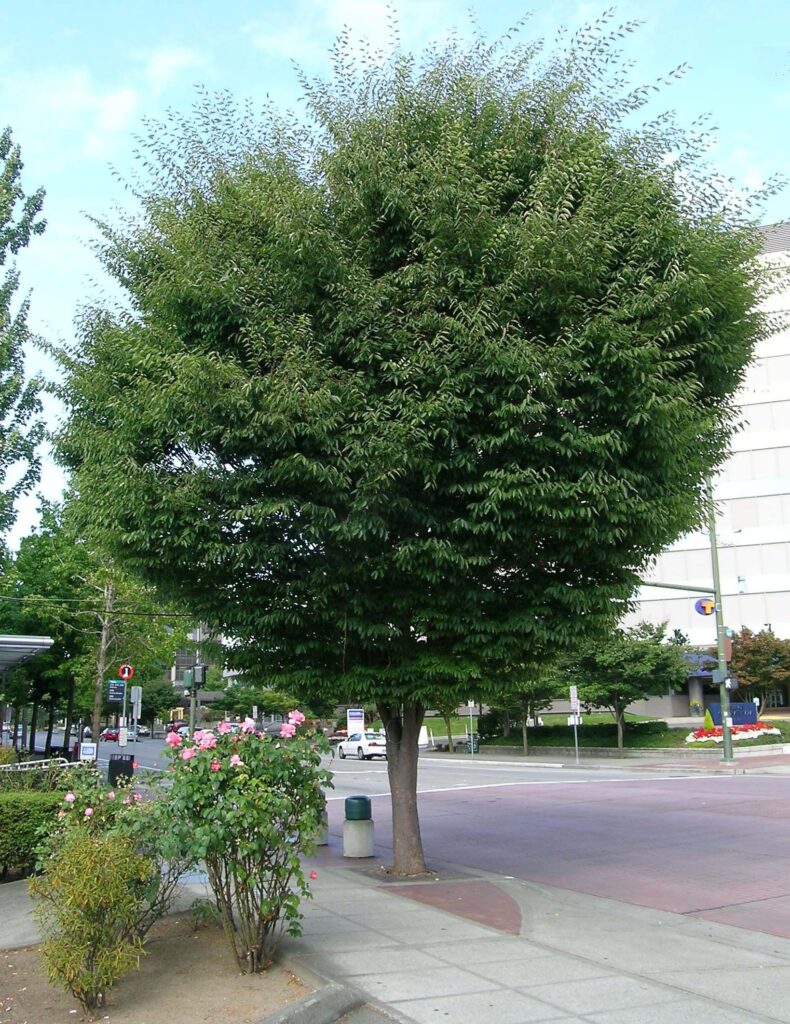 Japanese Zelkova (Zelkova serrata) as a street tree in an urban setting