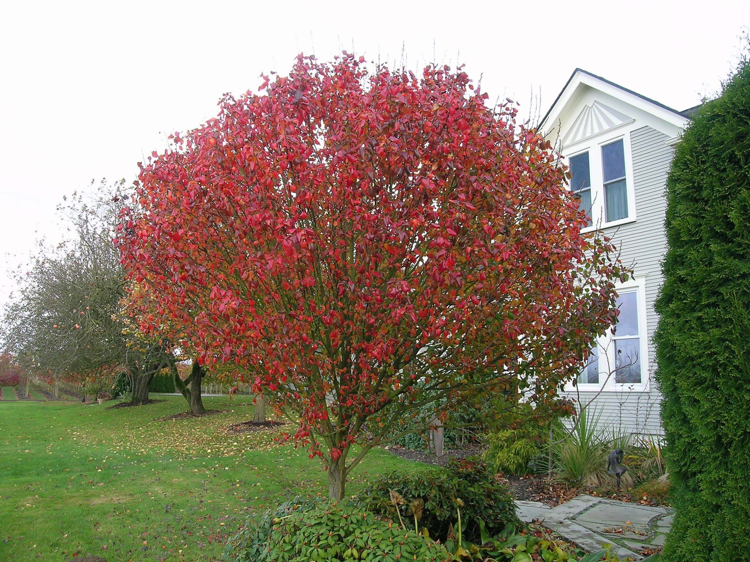 Jack Callery Pear