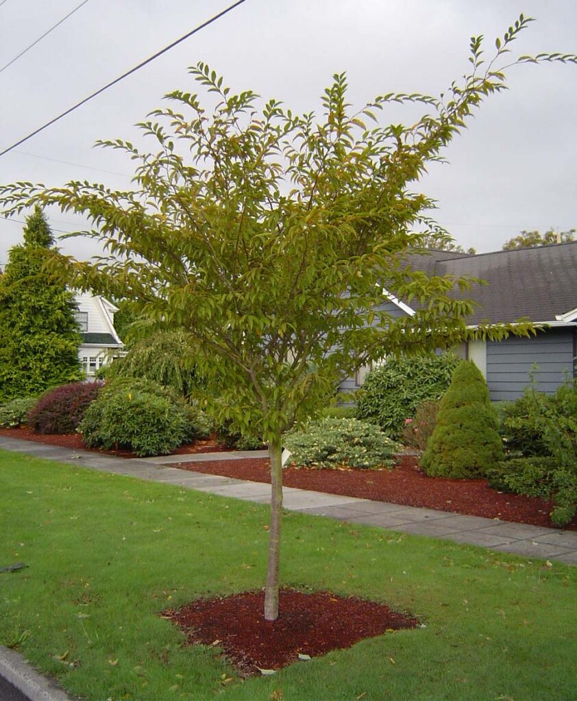 Japanese Hornbeam tree (Carpinus japonica) planted in a residential yard showing narrow, vase-shaped form