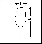 Sketch showing the size and form of Red Cascade™ Mountain Ash (Sorbus americana 'Dwarfcrown')