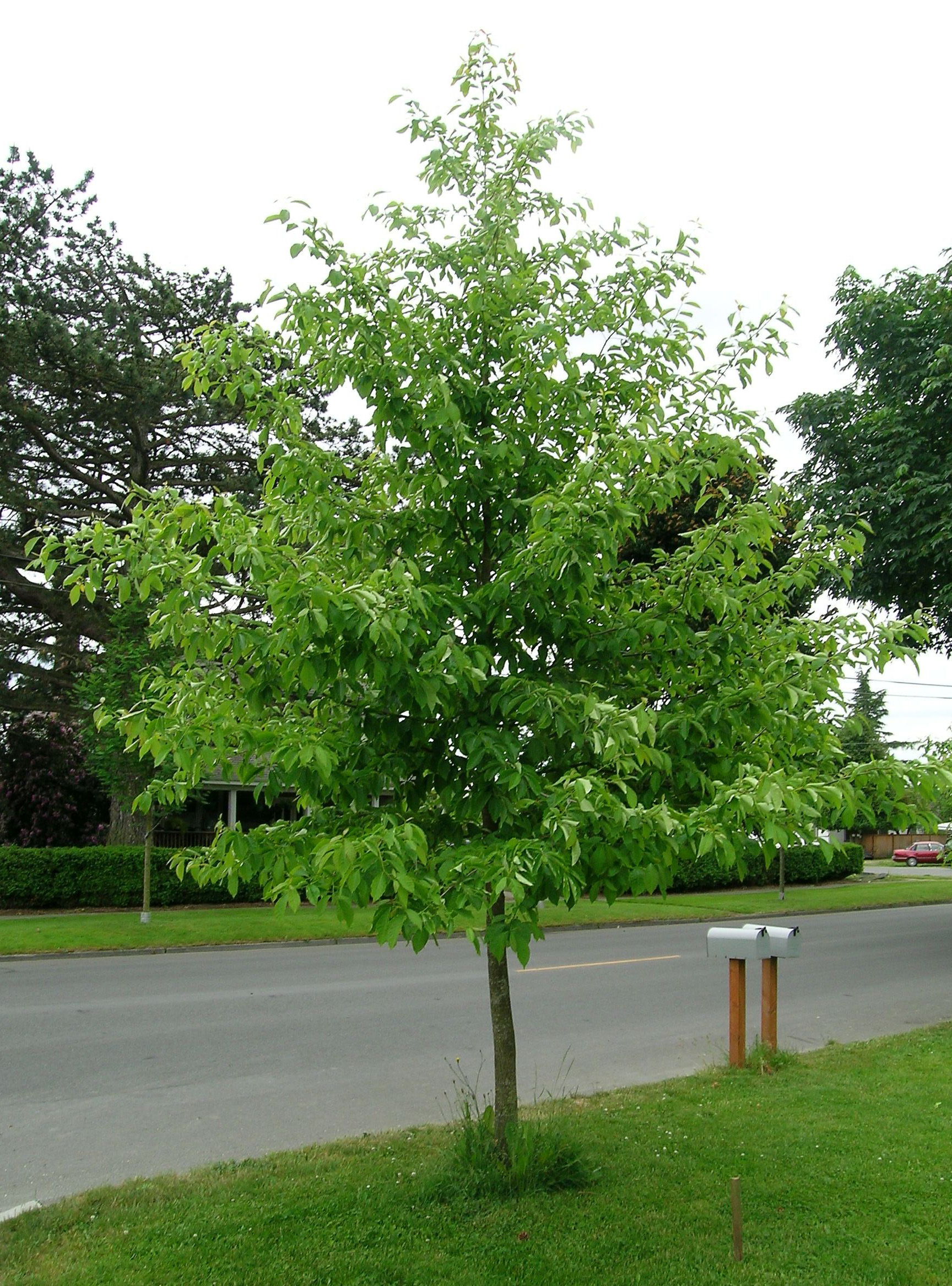 Sour Gum & Cultivars
