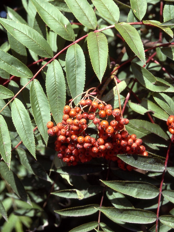 Red Cascade™ Mountain Ash