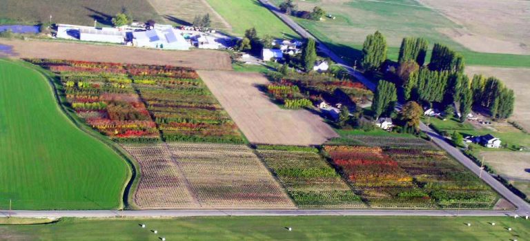 Aerial view of Urban Forest Nursery growing trees in production blocks