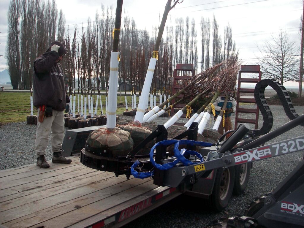Tree loaded on a trailer in the nursery using a Boxer articulated tractor