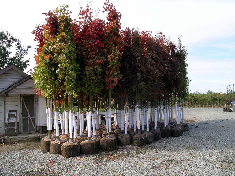 Nursery-grown trees in holding area awaiting delivery