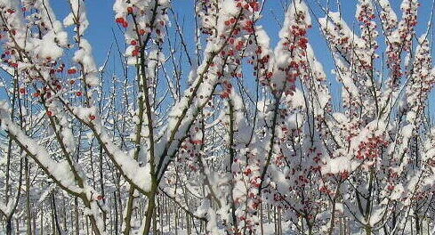 Crabapple trees in the snow at Urban Forest Nursery