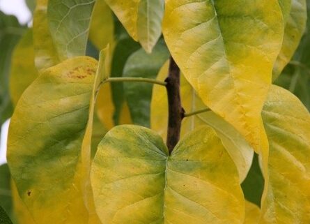 White Shield Osage Orange Fall Foliage