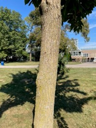 Deeply furrowed bark of White Shield Osage Orange (Maclura pomifera 'White Shield')