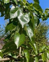 Glossy green summer leaves of White Shield Osage Orange (Maclura pomifera 'White Shield')